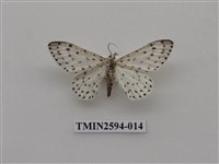 藏品(尺蛾107)的圖片